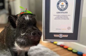 الخنزير«ميرلين» يدخل غينيس.. وهذه قصته 