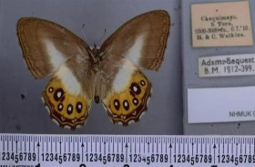 إطلاق اسم شرير «سيد الخاتم» على فراشة نادرة