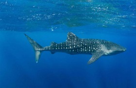 توقيف صيادين بعد تعذيب سمكة قرش نادرة 