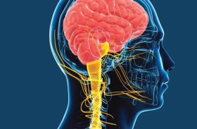 العصب المبهم سر الحفاظ على شباب القلب