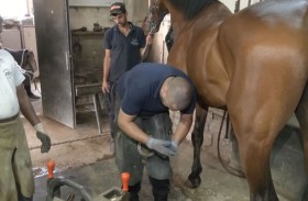 البيطار.. مهنة محصورة بفئة عشاق الخيول