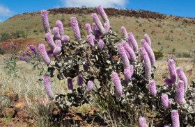 إعادة اكتشاف نبات اعتقد العلماء أنه انقرض منذ 58 عاماً