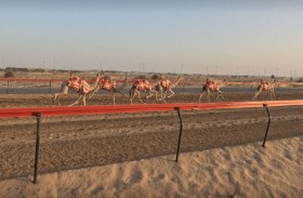 مركز الفجيرة للبحوث يعلن تحقيق «نقلة نوعية» في الاختبارات الجينية لهجن السباقات