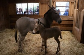 ولادة حيوان إفريقي مهدد بالانقراض 