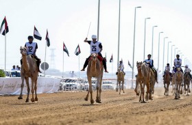  انطلاق منافسات جائزة زايد الكبرى لسباقات الهجن 2025 بميدان الوثبة 