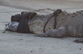 تمساح ضخم يحاصر مطعماً 