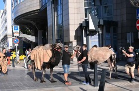 مسيرة للإبل في بودابست للتحذير من خطر الجفاف في المجر 