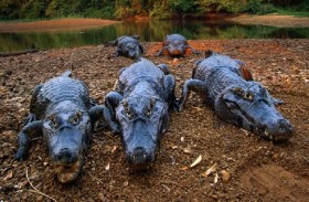 زواحف تحتل منطقة ساحلية 