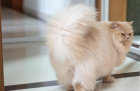 هل تحمل القطط الأليفة مفتاح مكافحة السمنة؟