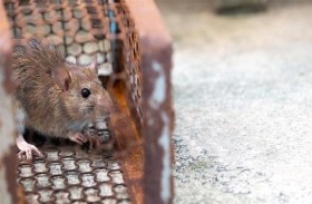 اعتقال أمريكي أطلق النار على جرذ 