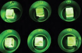 علماء يجعلون الخشب يتوهج باستخدام فطر العسل