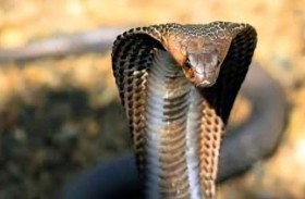 كوبرا تقتحم غرفة فندق وتُرعب النزلاء