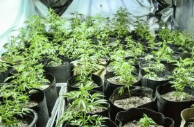 منزل يتحول إلى مزرعة ماريغوانا