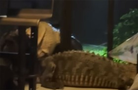 شجار عنيف بين تمساحين على شرفة منزل 