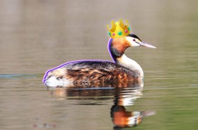 فوز «بوتيكيتيكي» بمسابقة «طائر القرن»