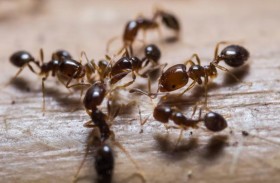 النمل.. منظومة للإنذار المبكر بالكوارث