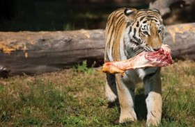 حديقة تطلب التبرع بالحيوانات الأليفة لإطعام المفترسة!