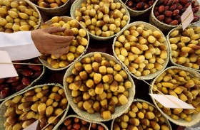 مهرجان ليوا للرطب يعتمد مخرافة الظفرة لمسابقات الرطب والفواكه 