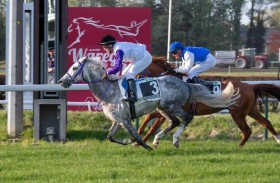 كأس الوثبة ستاليونز ينطلق اليوم في بلجيكا بمشاركة 11 خيلاً 