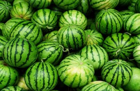 كيف نختار البطيخ الأحمر الناضج من دون نترات؟