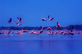 وجهات عصرية ومحميات طبيعية ومعالم تراثية تعزز الجذب السياحي في عجمان