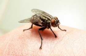 ما هي الذبابة التي أرقت أمريكا؟