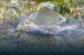 بيئة - أبوظبي تبدأ تنفيذ قرارين وزاريين بشأن تعديل الاشتراطات التنظيمية لصيد الأسماك بالإمارة لعام 2026