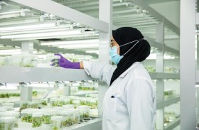  باحثون من مركز خليفة للتقانات الحيوية والهندسة الوراثية بجامعة الإمارات يكتشفون جينات مقاومة للملوحة في الطحالب الدقيقة