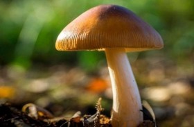 تأثير أحد مكونات الفطر يعادل تأثير مضادات الاكتئاب