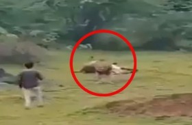 يخاطر بحياته لتصوير أسد جائع 