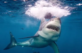 «عريس» يصارع الموت بعد هجوم سمكة قرش 