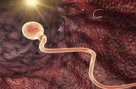 التلوث الكيميائي يهدد خصوبة البشر والحيوانات بنسب «مرعبة»