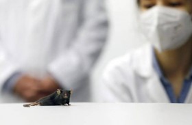 تجربة الفأر المشلول تحمل الأمل لملايين البشر