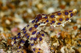 سائح ينجو من أخطر أخطبوط في العالم 