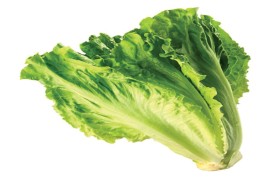 الخس