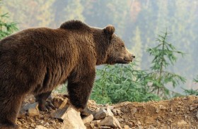 مفاجأة لعائلة أميركية تناولت لحم الدب