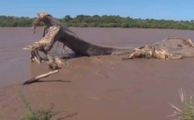 الفيضانات تقتلع شجرة عمرها 800 عام 