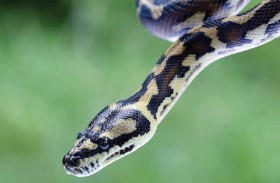 كيف تنجو الثعابين من برد الشتاء؟