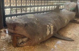 لماذا قررت مصر تحنيط قرش الغردقة القاتل؟