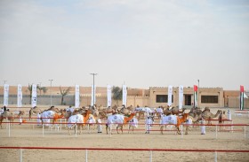 مهرجان الظفرة يواصل فعالياته ومسابقاته في مدينة زايد