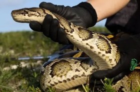 ذعر في فلوريدا بعد تسلل ثعبان إلى سيارة