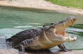 مصرع فتاة غرقاً بعد هجوم تمساح في الهند