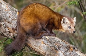 رصد حيوان نادر مُهدد بالانقراض 