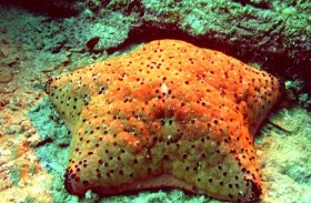  المحميات البحرية في الفجيرة... بيئة زاخرة بالحياة الفطرية