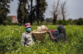 قرية مصرية تعطّر العالم برائحة الياسمين 