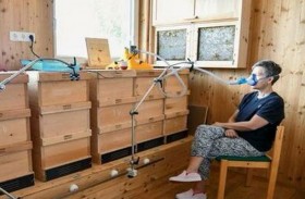 العلاج باستنشاق خلايا النحل.. ماذا يقول العلم؟