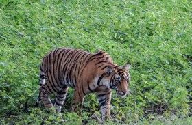 بهجوم مباغت.. نمر يقتل طفلا في الهند