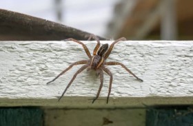 عودة «العنكبوت آكل السمك» تثير الرعب في بريطانيا!