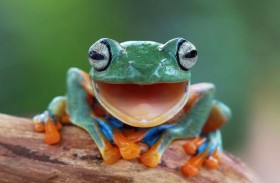 تقرير شرطة يحول ضابطاً إلى «ضفدع»