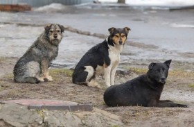 طفل يهاجمه 20 كلباً ضالاً ويصاب بـ30 عضة